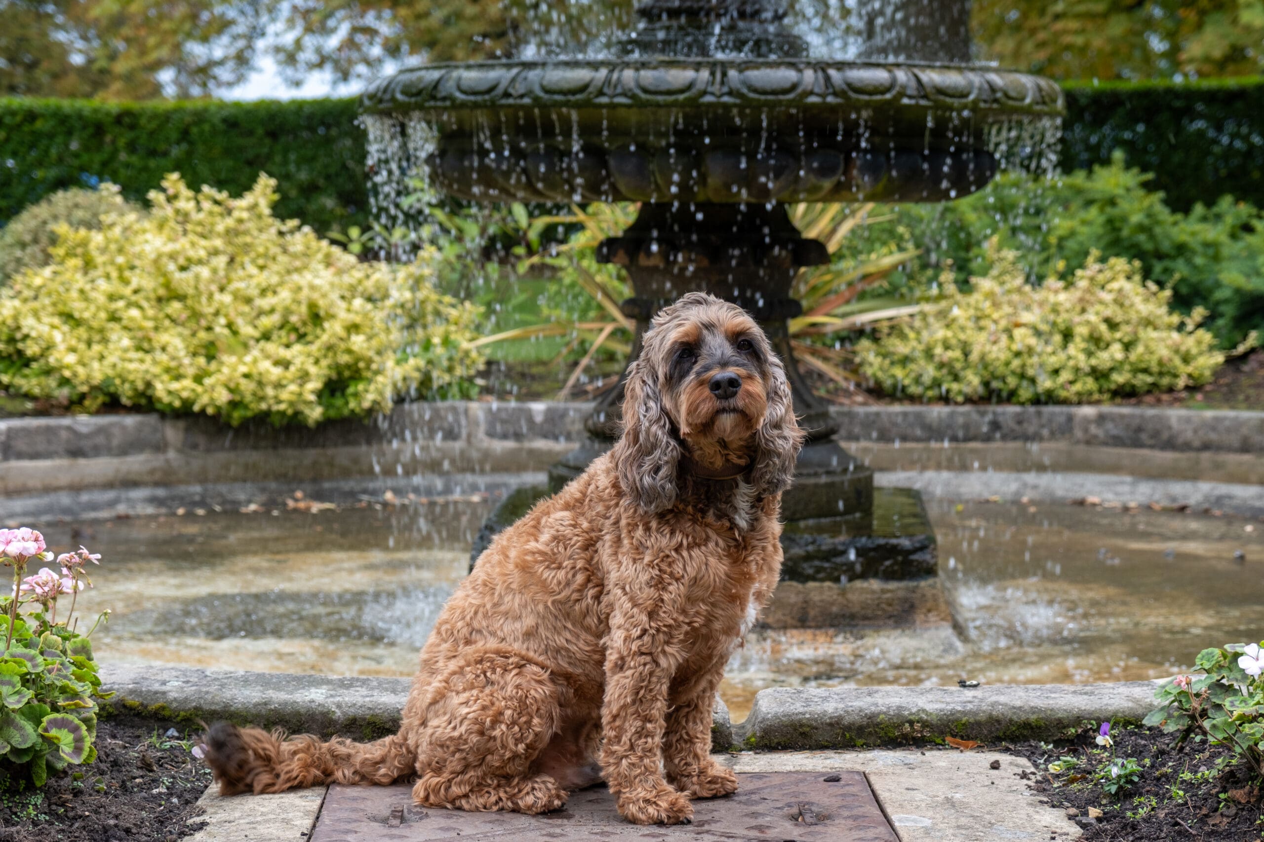 Image of Archie the Cedar Court Dog