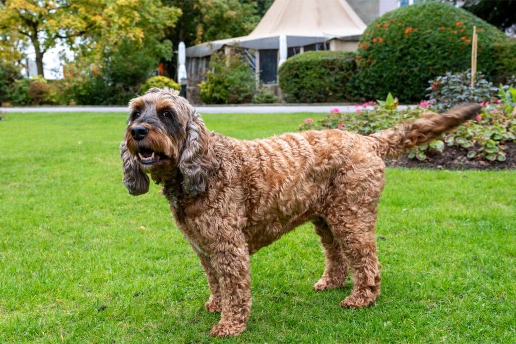 Image of Archie the Cedar Court Dog