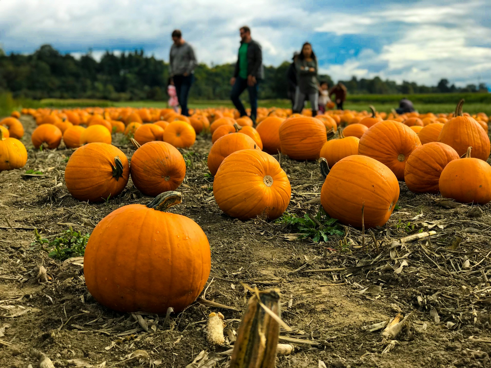 Pumpkin Picking in Bradford Cedar Court Bradford Blog